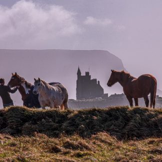 Mullaghmore Horses 2