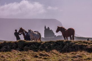 Mullaghmore Horses 2