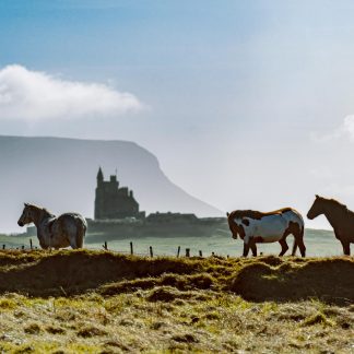 Mullaghmore Horses