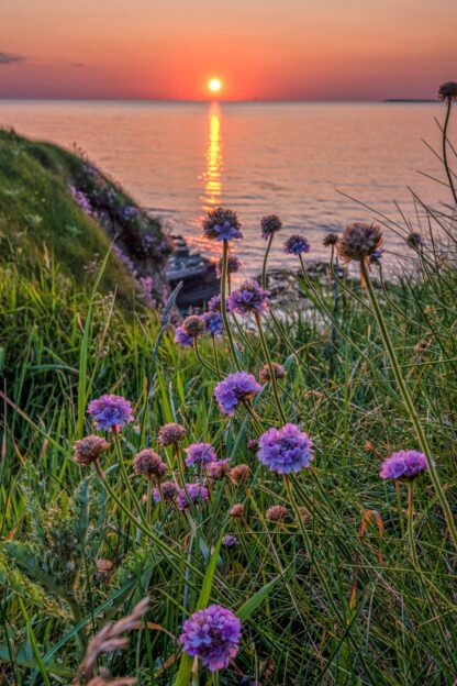 Sea Pink Sunset, Lislary